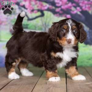 kaite, Mini Bernedoodle Puppy